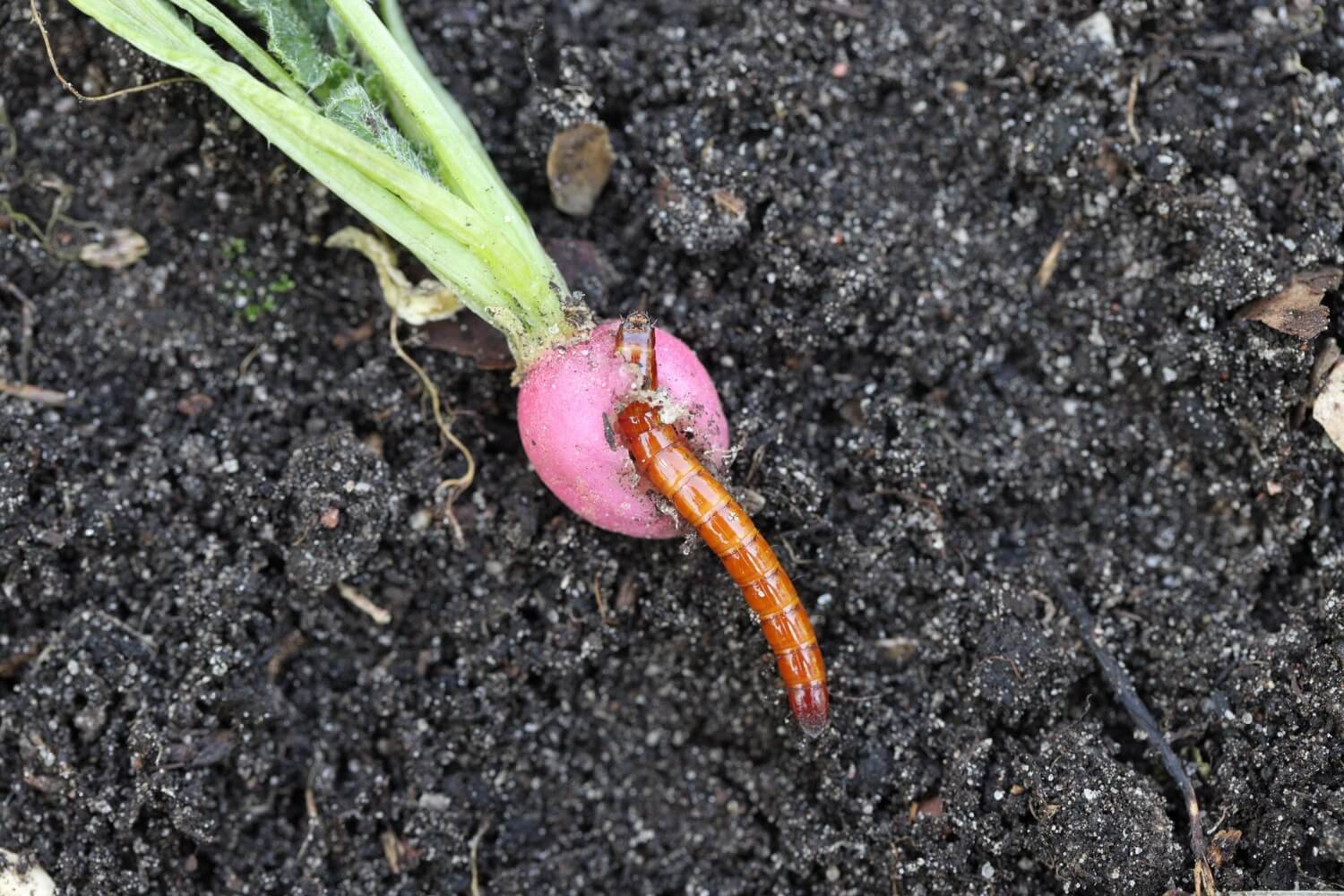 Schade van de koperworm / ritnaald in de moestuin