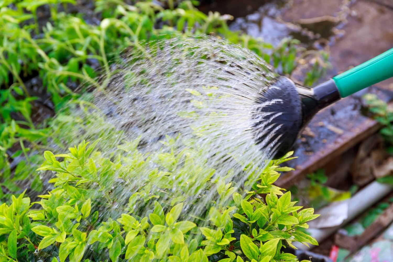 De buxus in het najaar