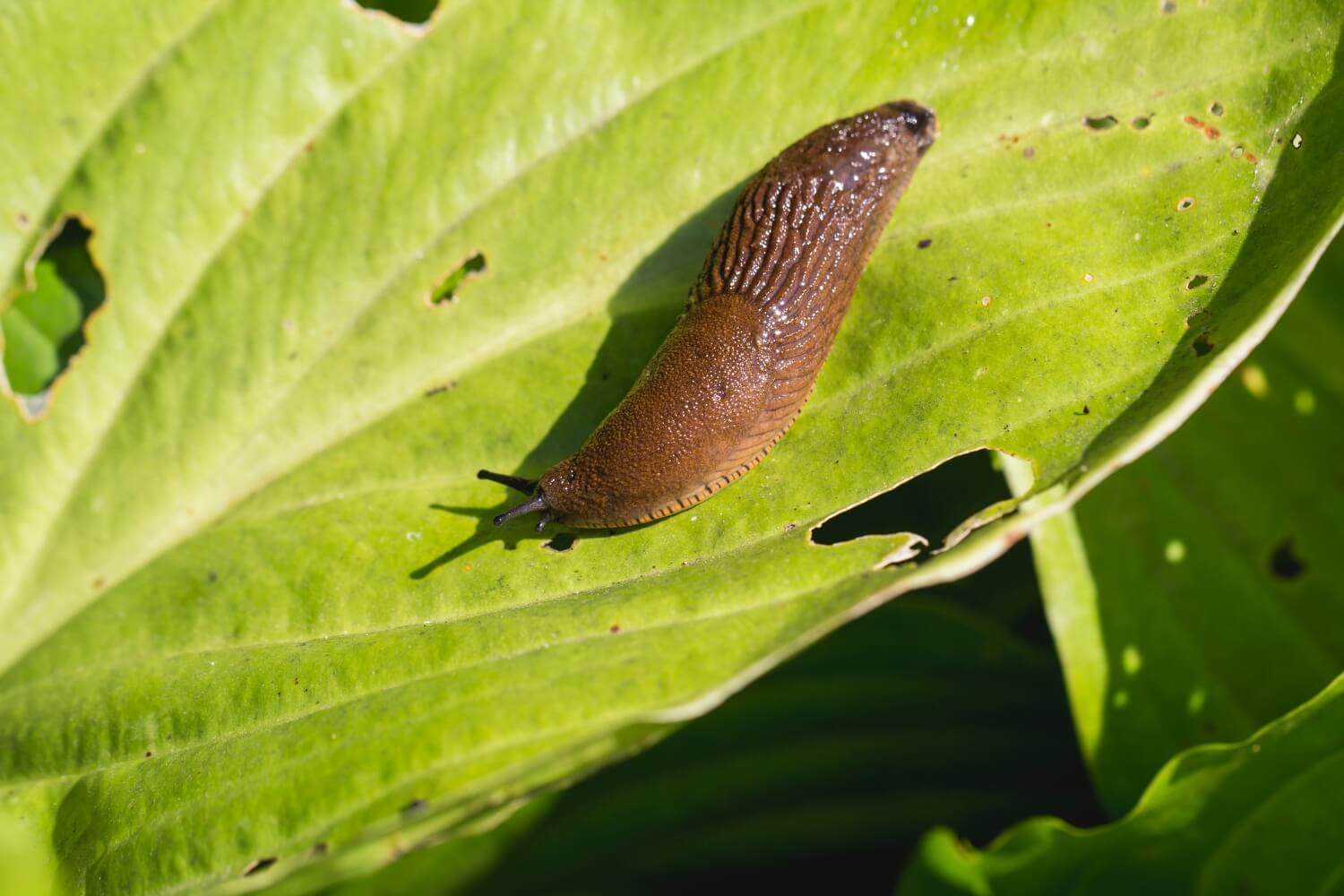 Slakken bestrijden moestuin