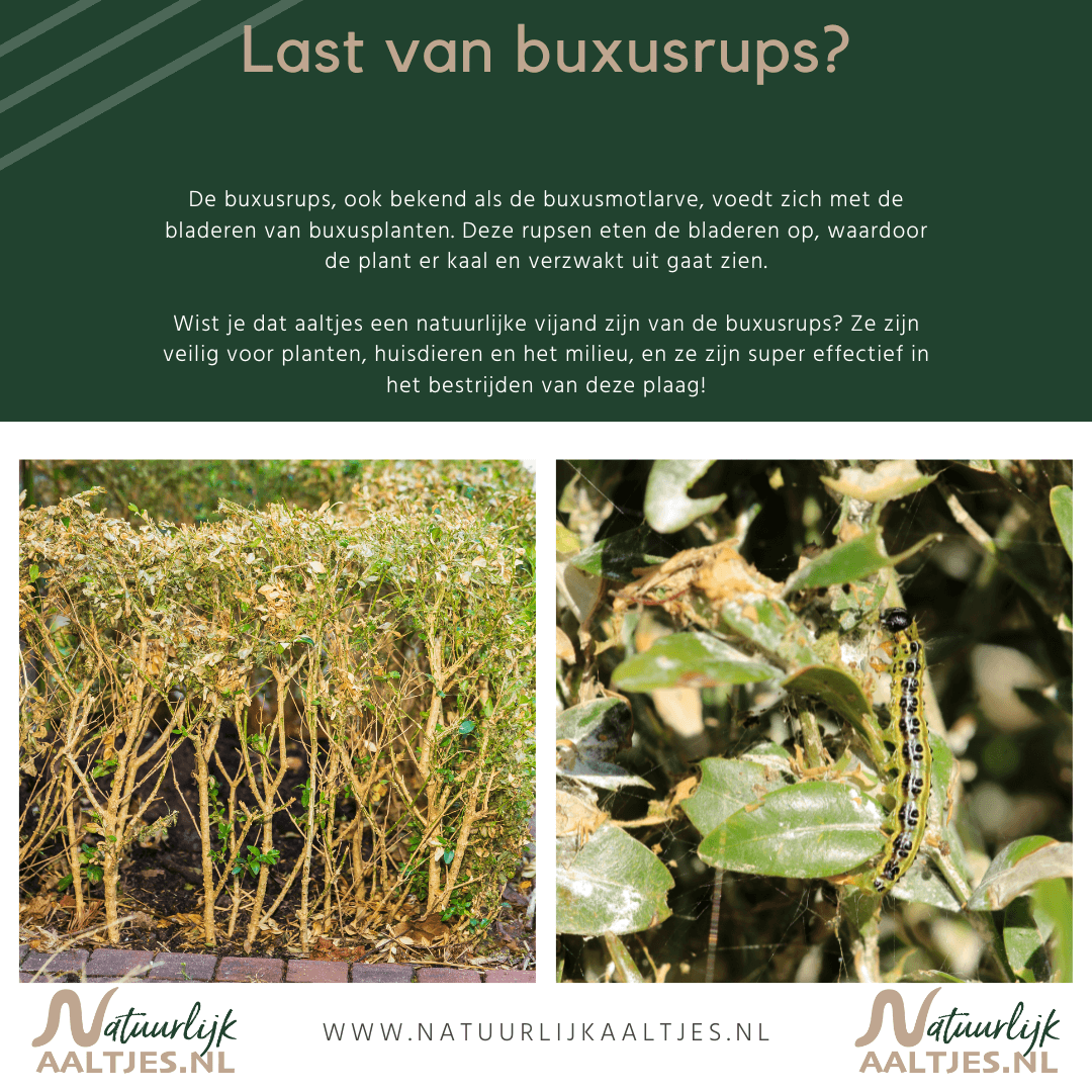 Last van de buxusrups?