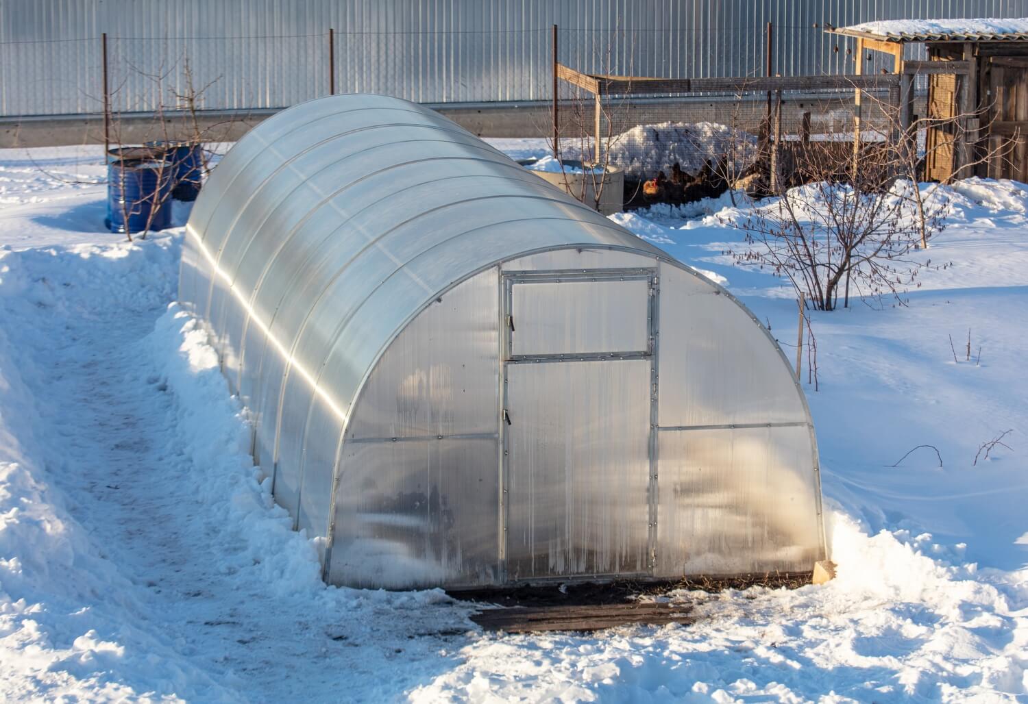 250 miljoen aaltjes uitzetten - kas-aaltjes-winter-plagen