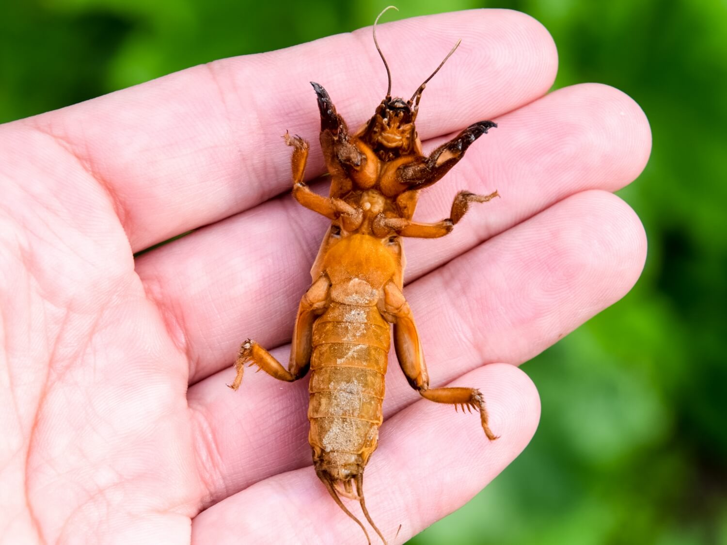 250 miljoen aaltjes uitzetten - shutterstock_1436878952