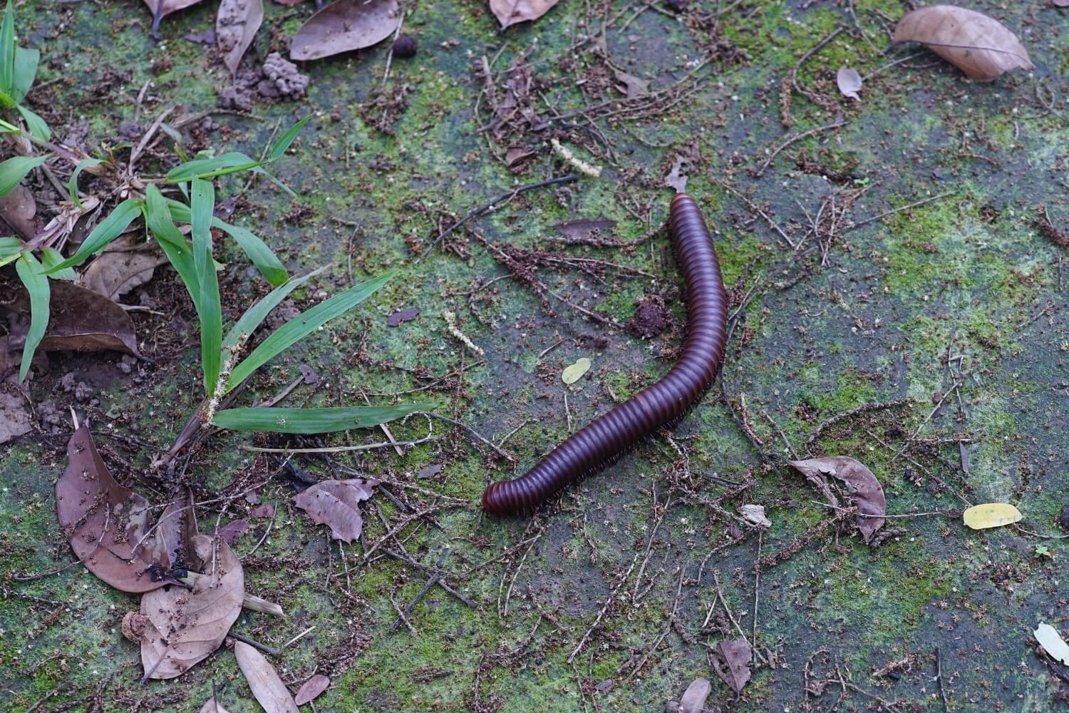 Aaltje grote oppervlakte - miljoenpoot