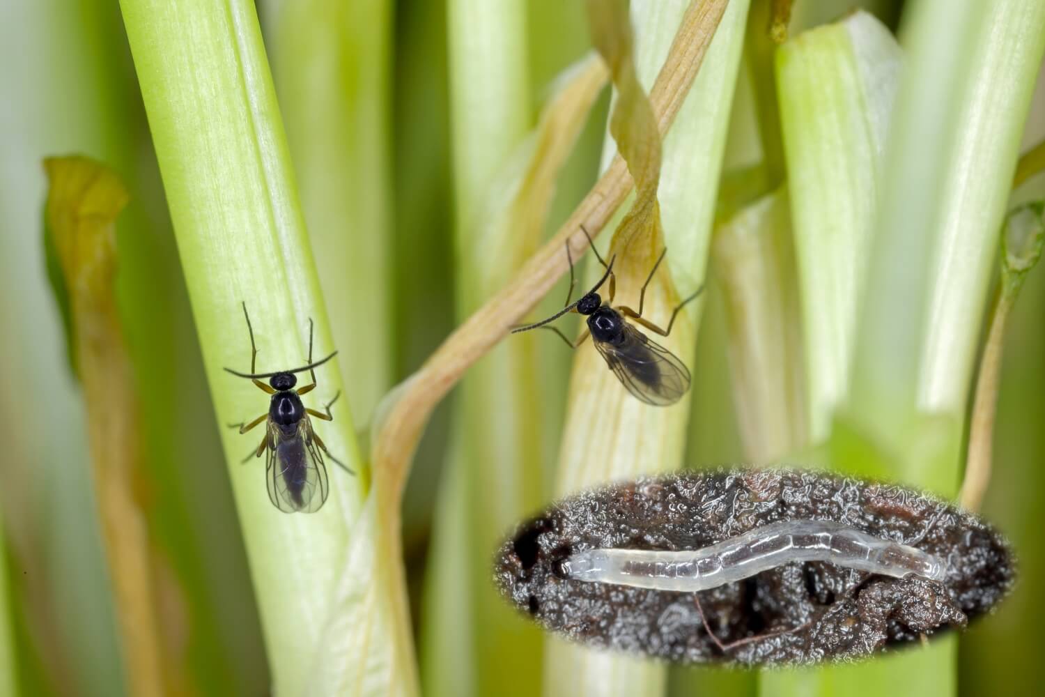 Aaltje grote oppervlakte - nematodenkopen