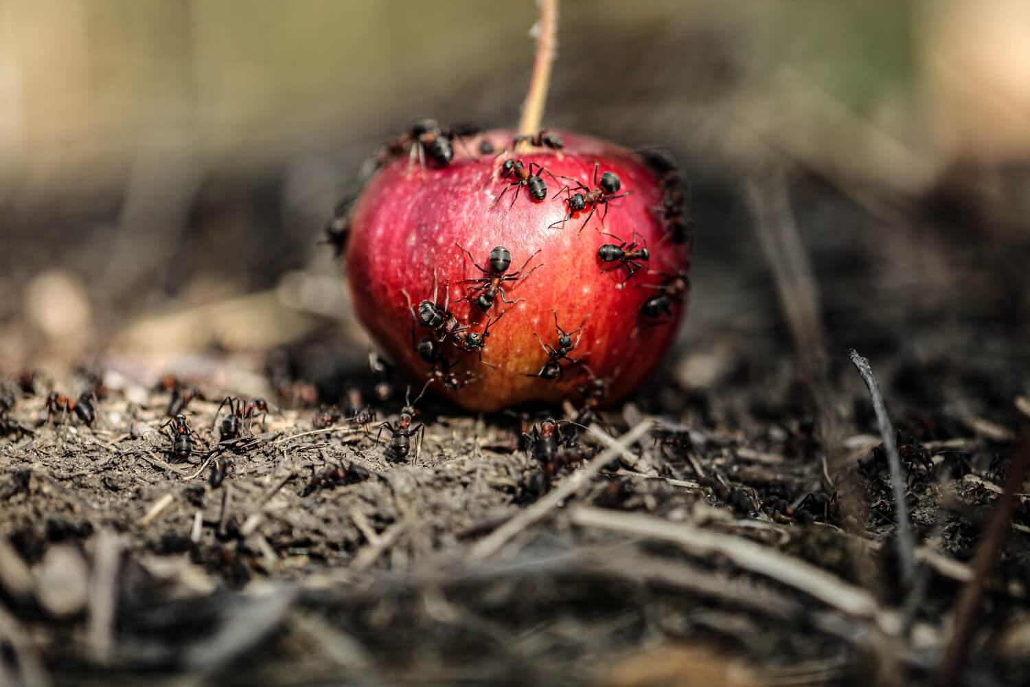 Aaltje grote oppervlakte - shutterstock_2365651507