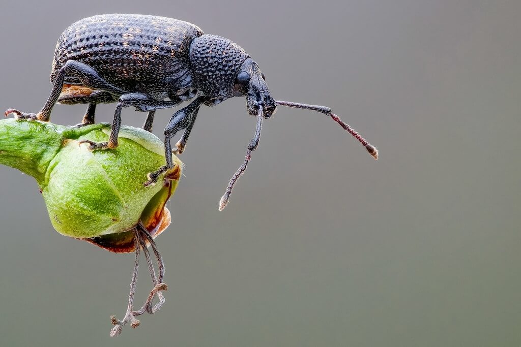 Aaltje grote oppervlakte - taxuskever-1