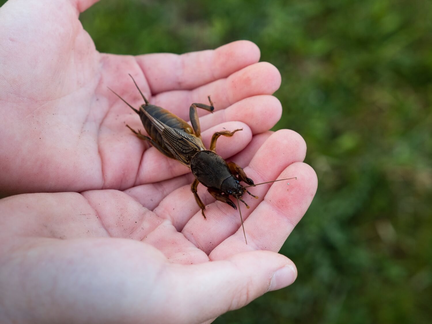 Aaltje grote oppervlakte - veenmol-bestrijden