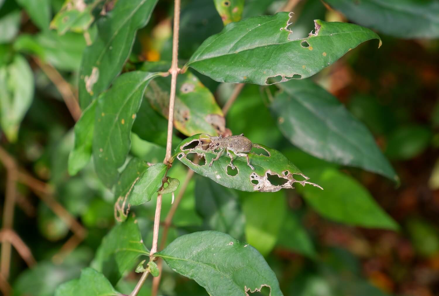 Aaltje grote oppervlakte - zieke-plant-aaltjes