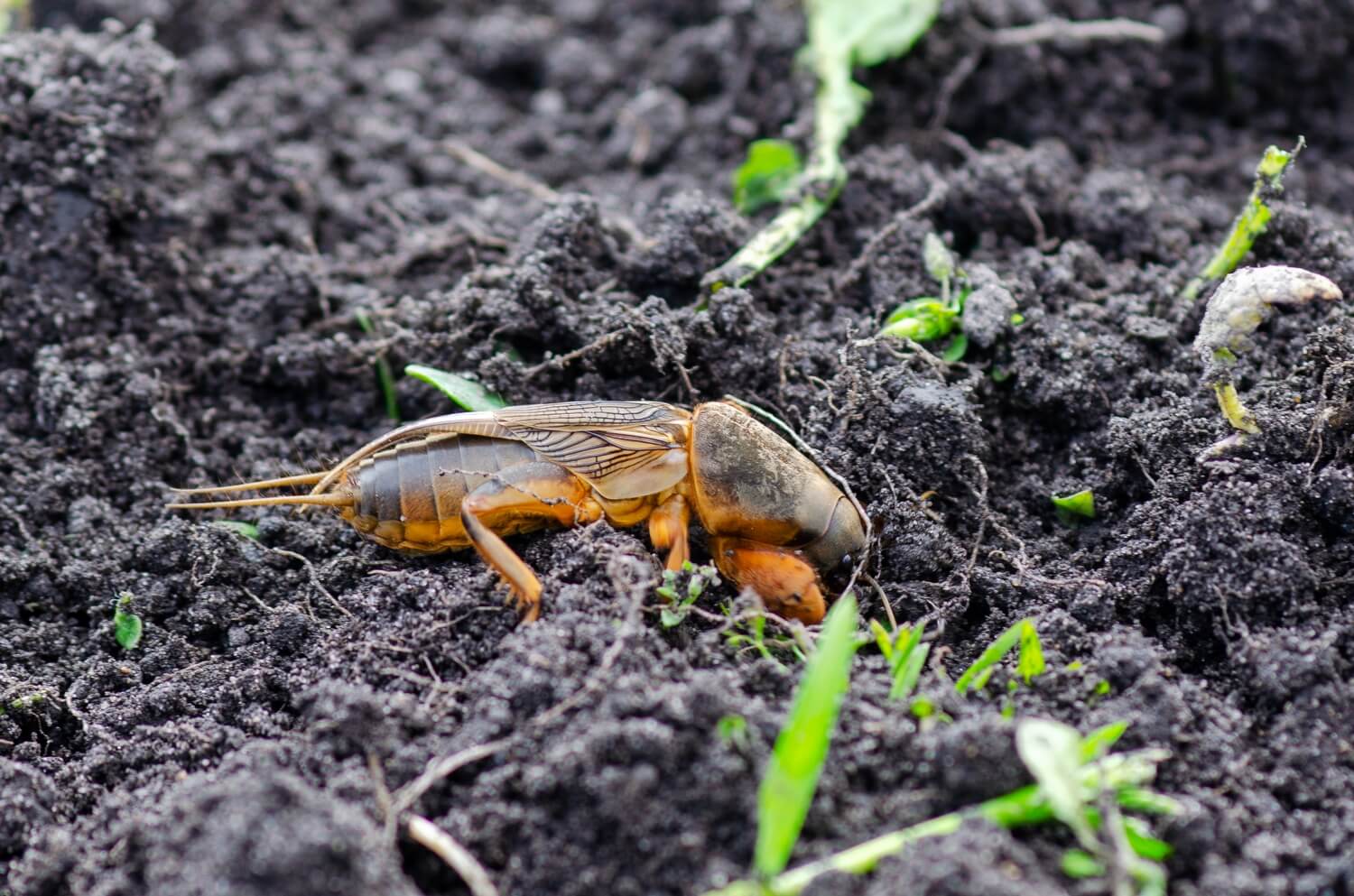 Aaltjes engerlingen gras - veenmol-bestrijden-aaltjes