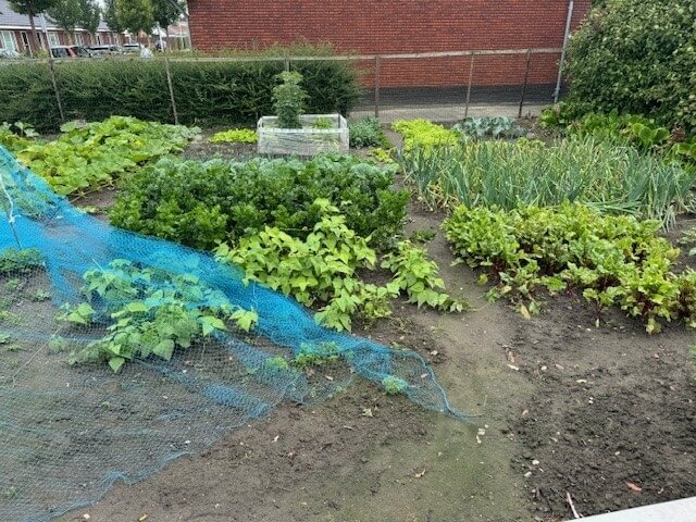 Aaltjes gevaarlijk voor mensen - moestuin-hilbert