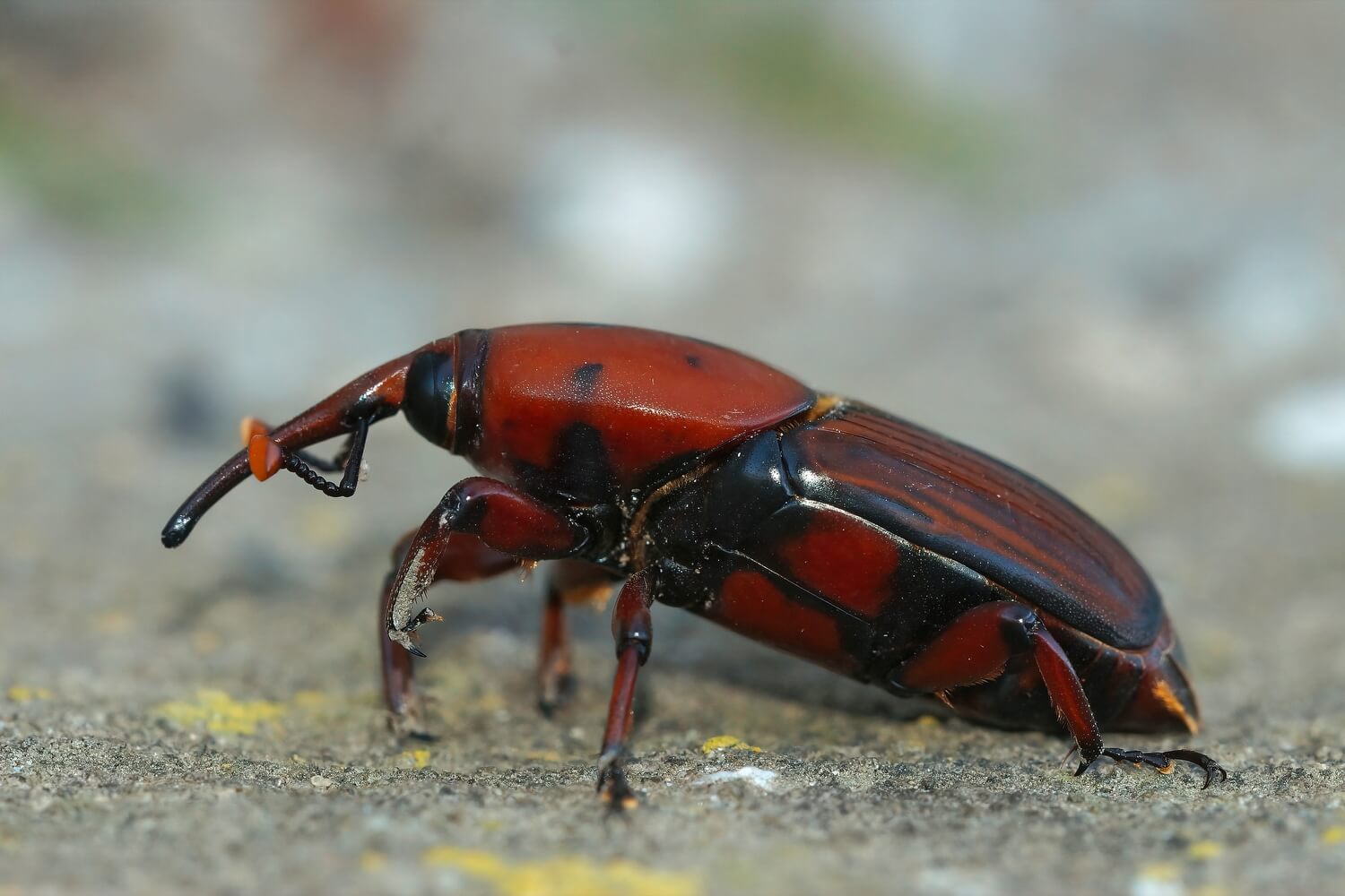 Aaltjes gevaarlijk voor mensen - shutterstock_2092808227