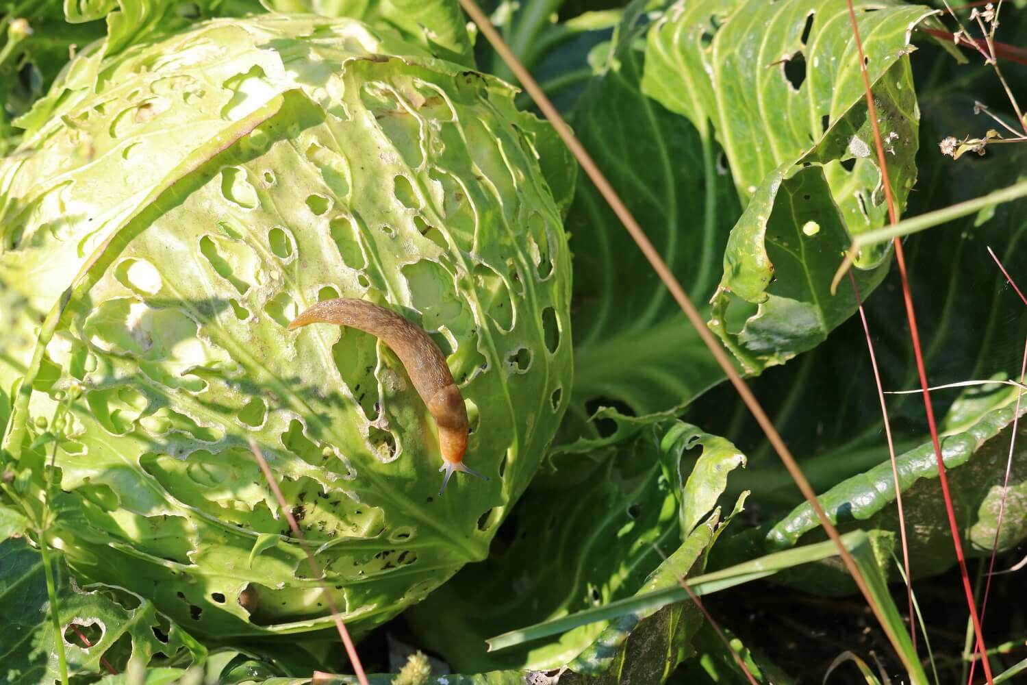 Aaltjes in moestuin - ervaring-aaltjes-slakken