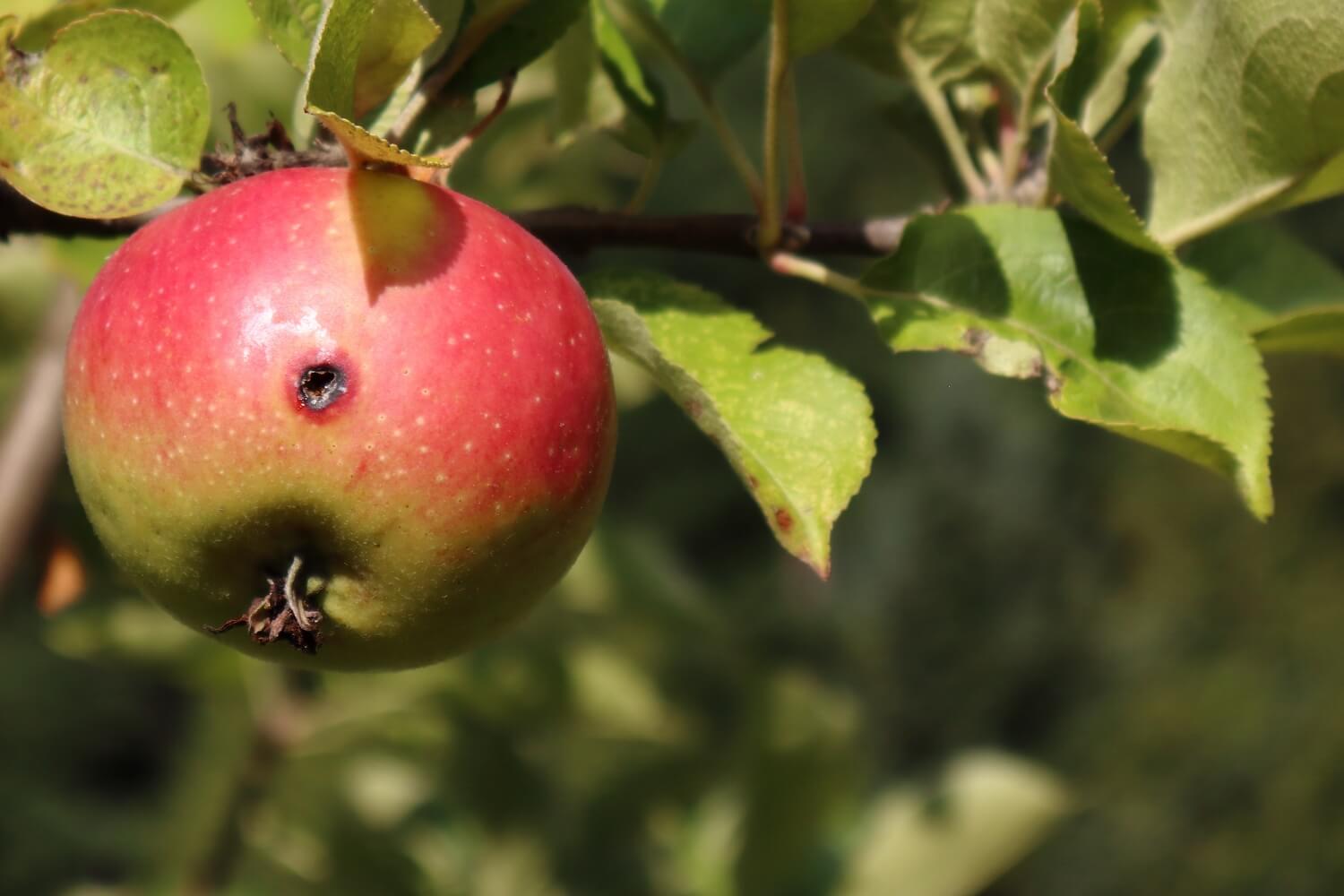 Aaltjes in moestuin - fruitmot-bestrijden-met-aaltjes