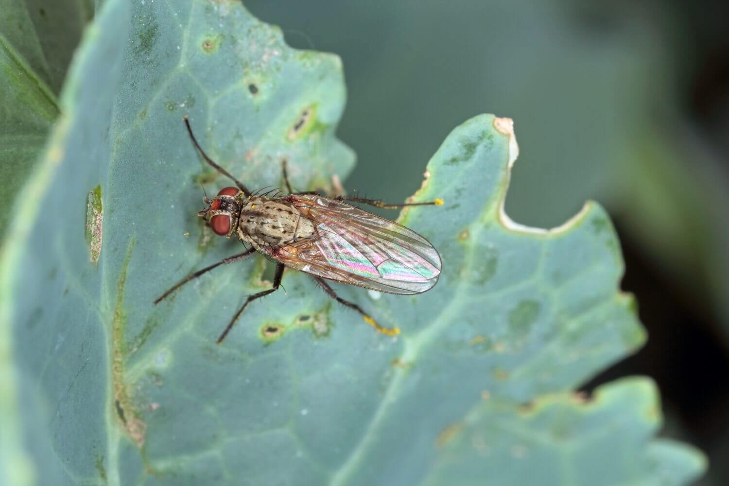 Aaltjes in moestuin - last-van-koolvlieg-bestrijden-met-aaltjes