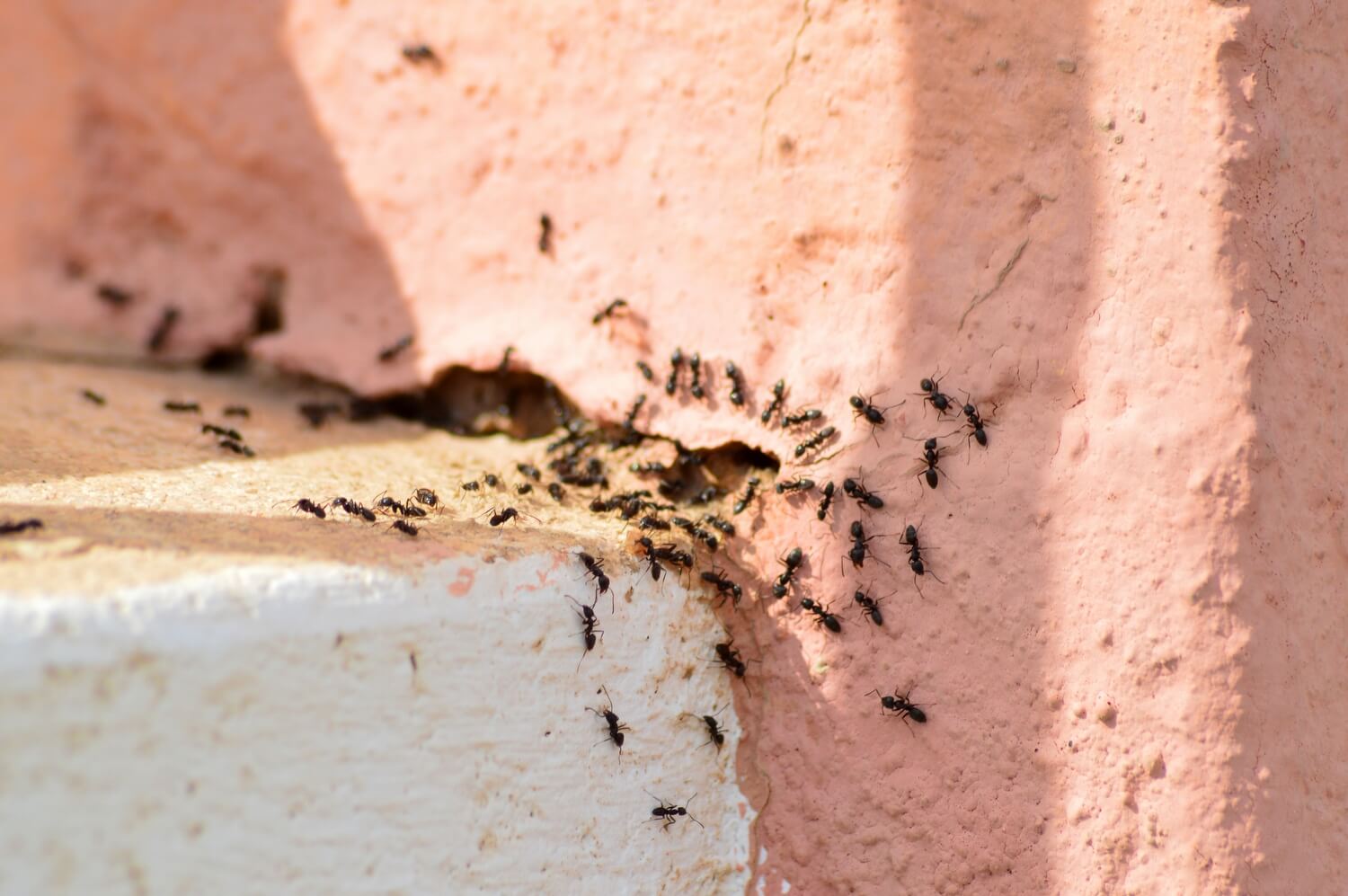 Aaltjes in moestuin - mieren-terras-aaltejs-inzetten-tegenmieren