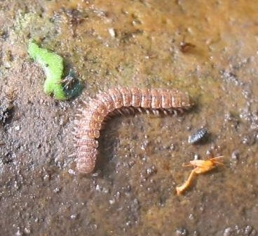 Aaltjes in moestuin - miljoenpoot-bestrijden-met-aaltjes