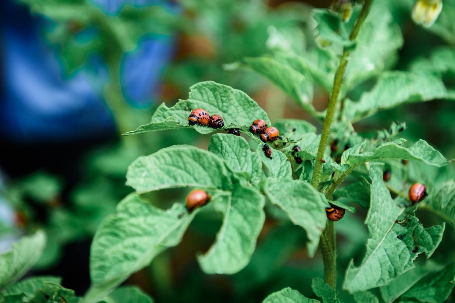 Aaltjes in moestuin - shutterstock_2474422097