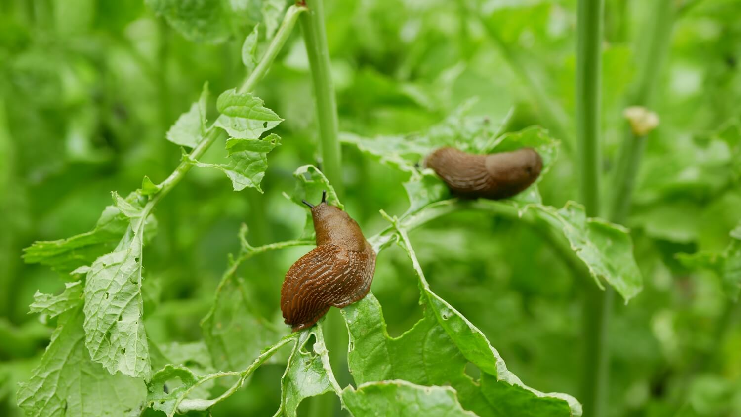 Aaltjes in moestuin - slakkenaaltjes