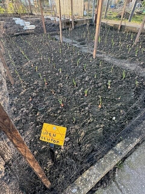 Aaltjes in moestuin - uien-beschermen-met-aaltjes