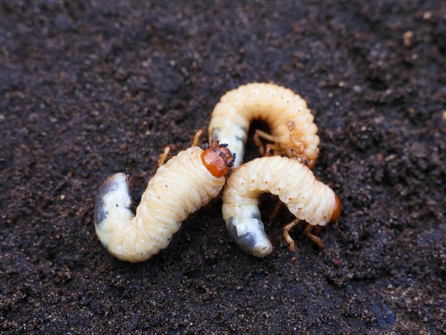 Aaltjes inzetten moestuin - hoe-zien-engerlingen-eruit-gras-aaltejs