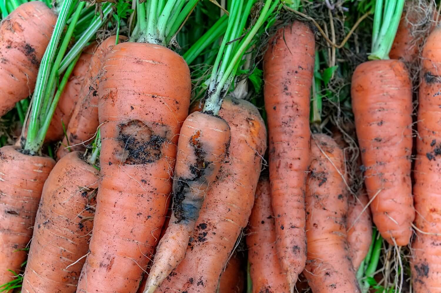 Aaltjes inzetten moestuin - schade-wortels-wortelvlieg