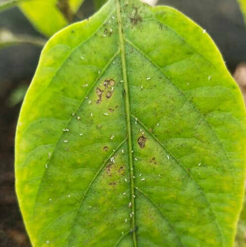 Aaltjes inzetten moestuin - shutterstock_2220130381