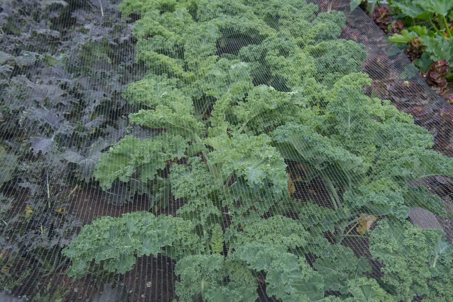 Aaltjes inzetten moestuin - slakken-moestuin-aaltje