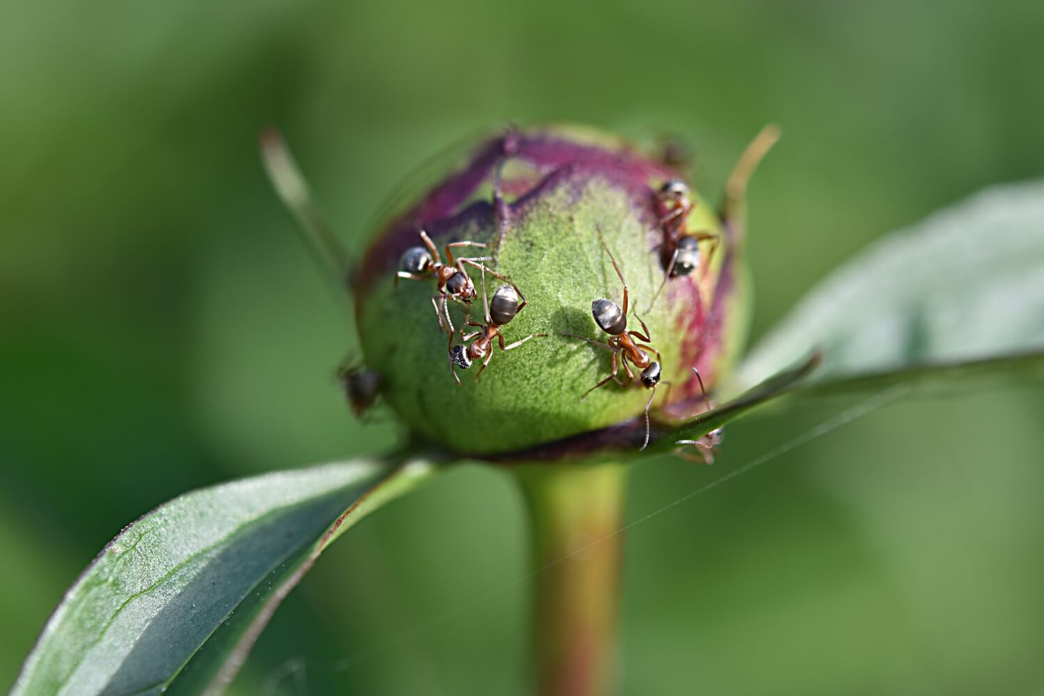 Aaltjes inzetten tegen mieren - mieren-bestrijden-door-aaltjes-in-tuin