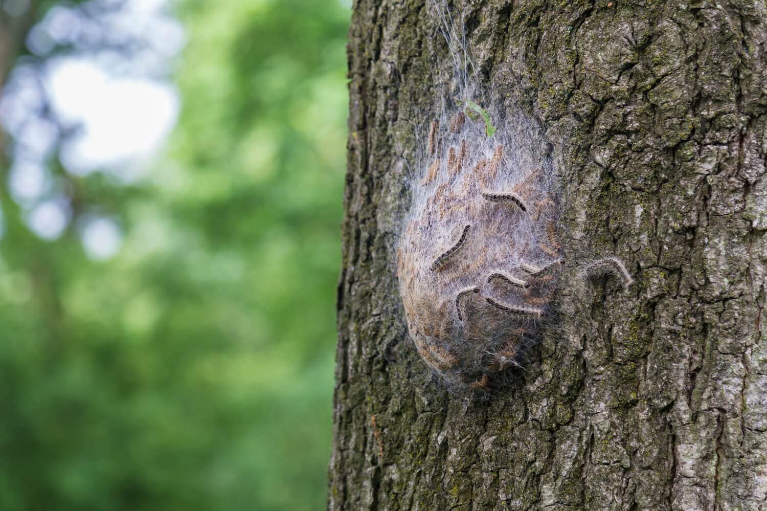 Aaltjes tegen eikenprocessierups - natuurlijke-bestrijing-eikeprocessierups-aaltjes