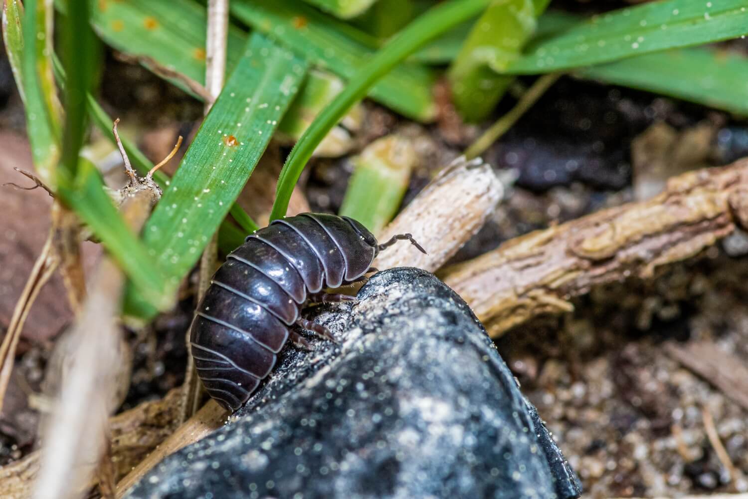 Aaltjes tegen pissebedden kopen - pissebedden-natuurlijk-bestrijden