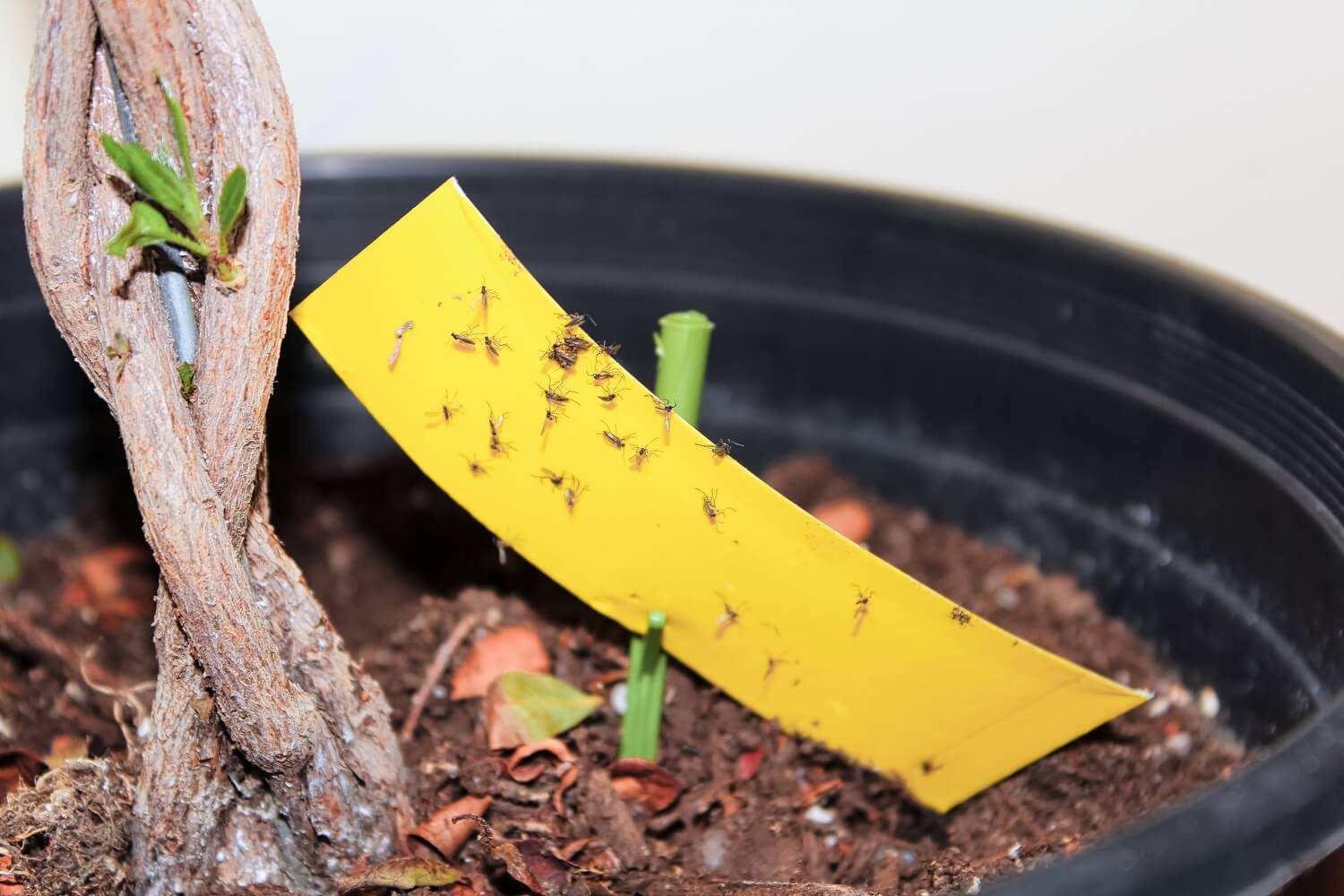 Aaltjes tegen rouwvliegjes in kamerplanten - vliegenbestrijdennatuurlijkaaltjes