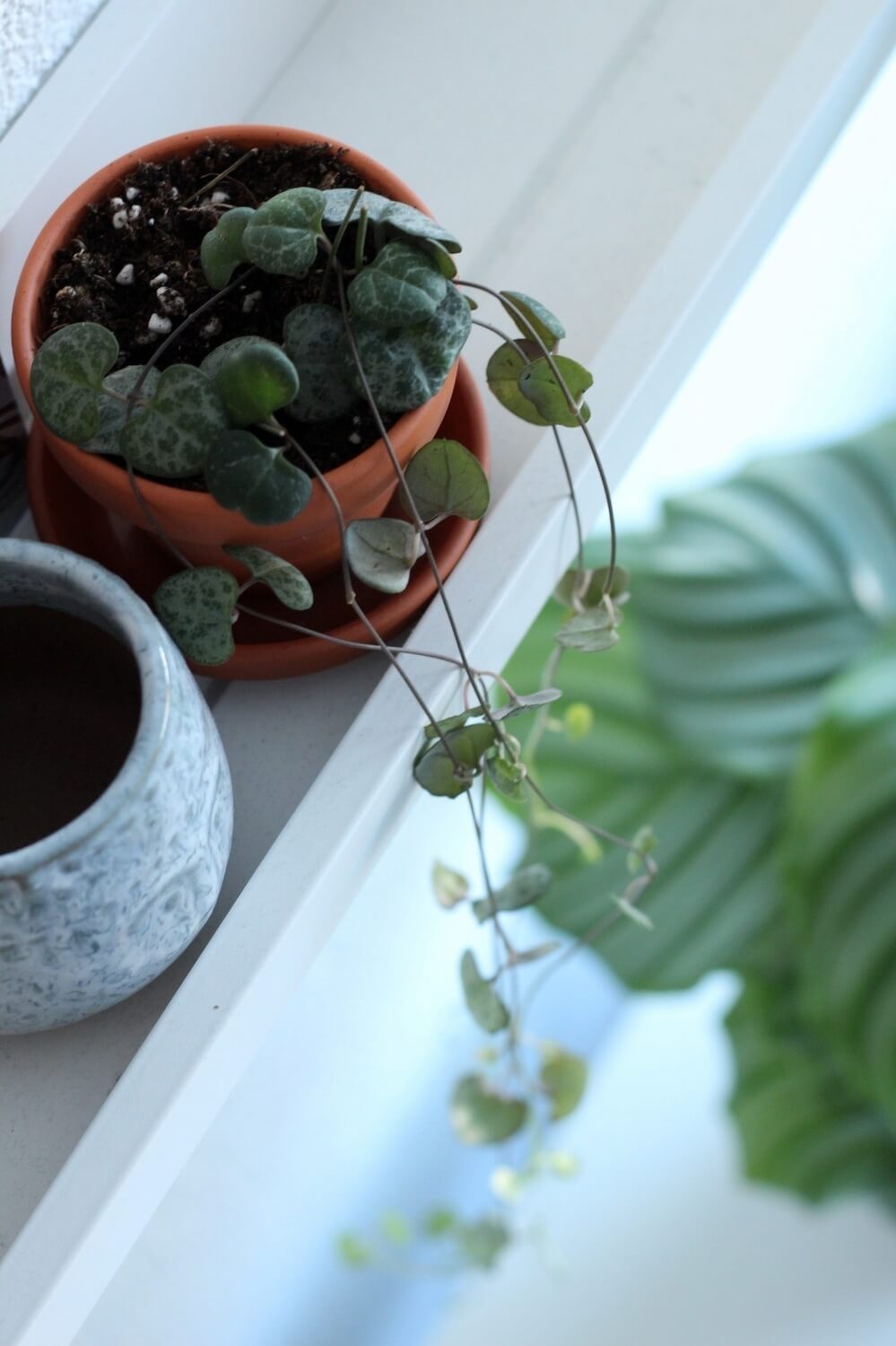 aaltjes tegen rouwvliegjes waar te koop - aaltjesreddenplanten