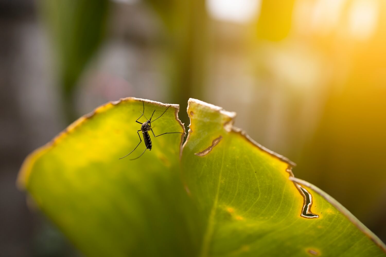 Aaltjes tegen teken kopen - vliegjes-plant-bestrijden-met-aaltjes