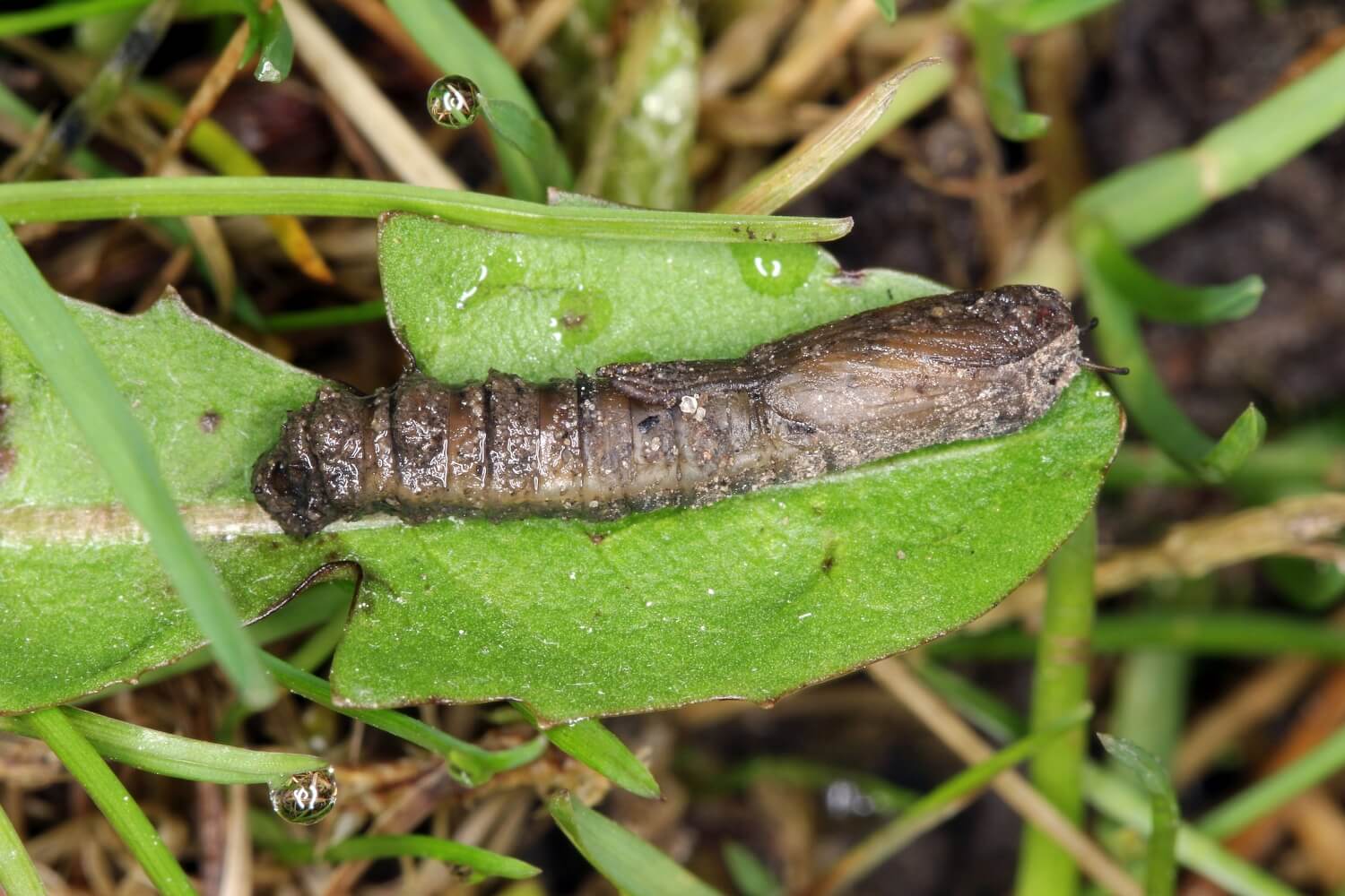 Beestjes onder planten - emelten-gras-aaltjes