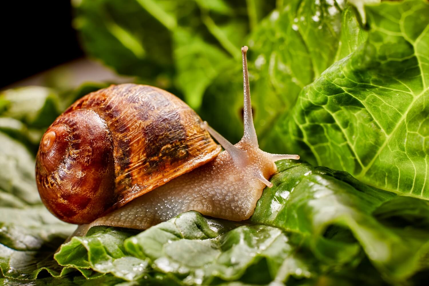 biologisch slakken bestrijden - aaltjesslakken