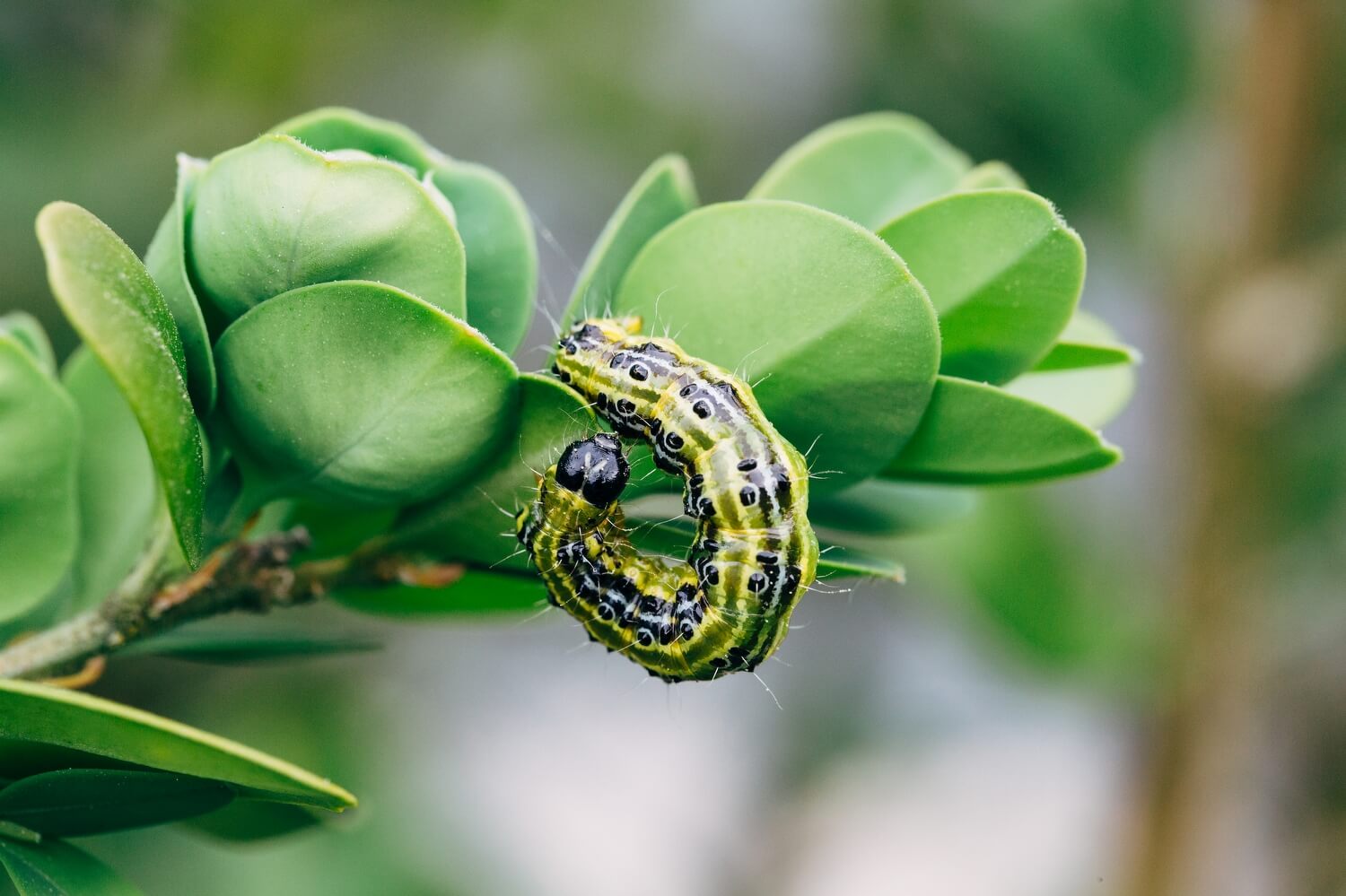 Buxusrupsen verwijderen - buxusmot-bestrijden-aaltjes