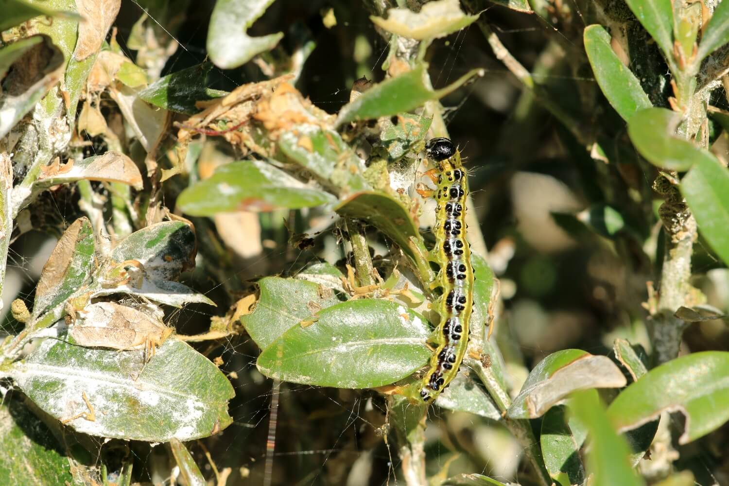 Buxusrupsen verwijderen - buxusmot-herstellen