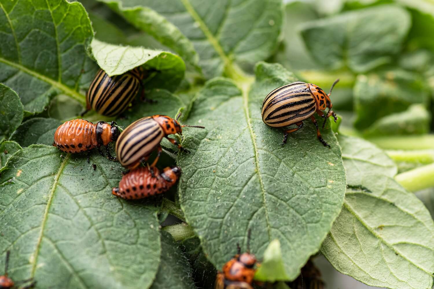 Coloradokever biologisch bestrijden - coloradokever-aaltjes