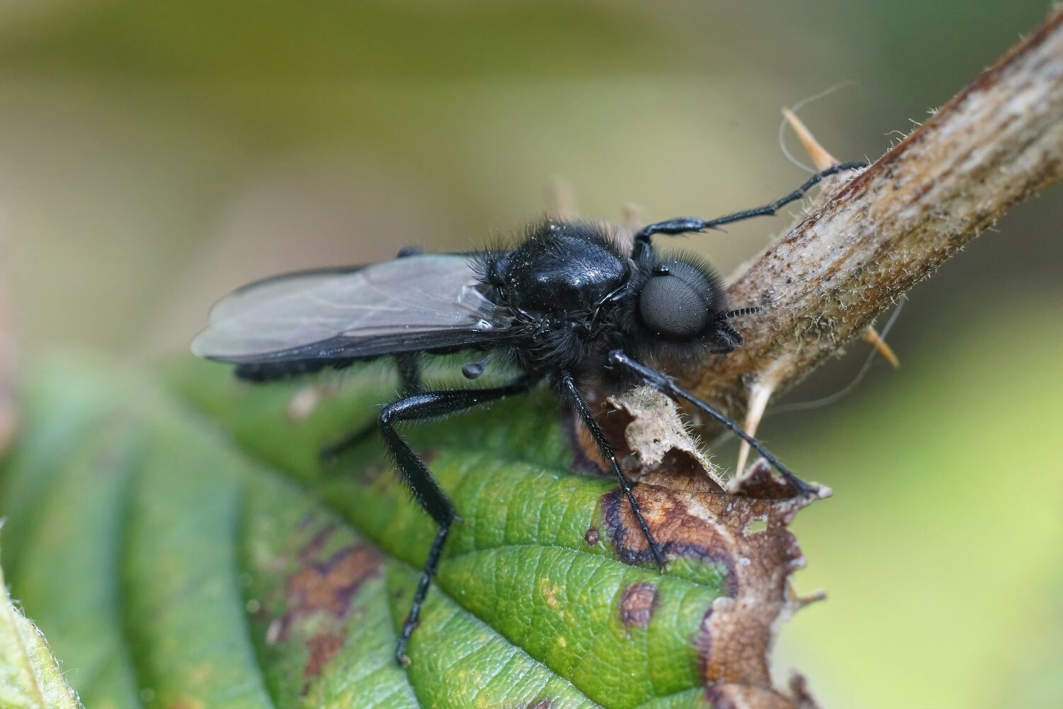 duurzame bestrijding insecten - rouwvlieg-op-plant-bestrijden-met-aaltjes