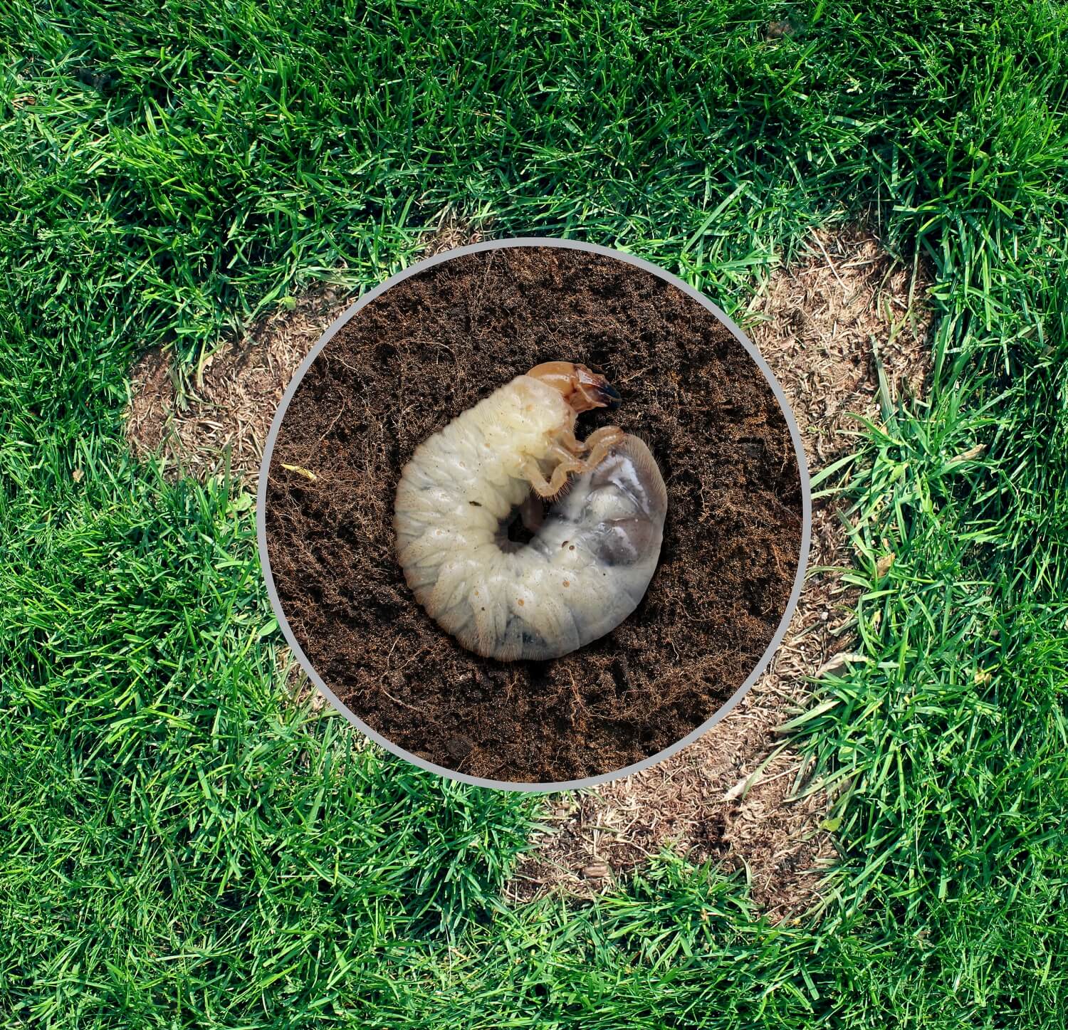 Emelten voorkomen in de herfst met aaltjes - larveningras