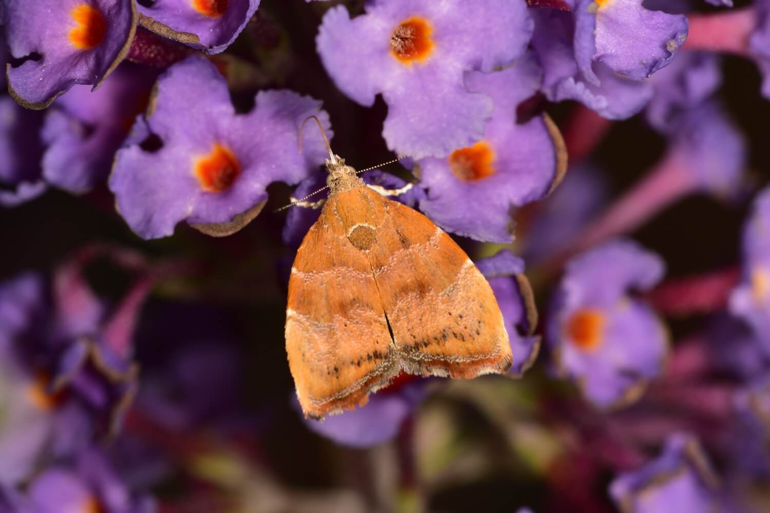 Fruitmot in kersenboom verwijderen - Vijgenskeletteermot