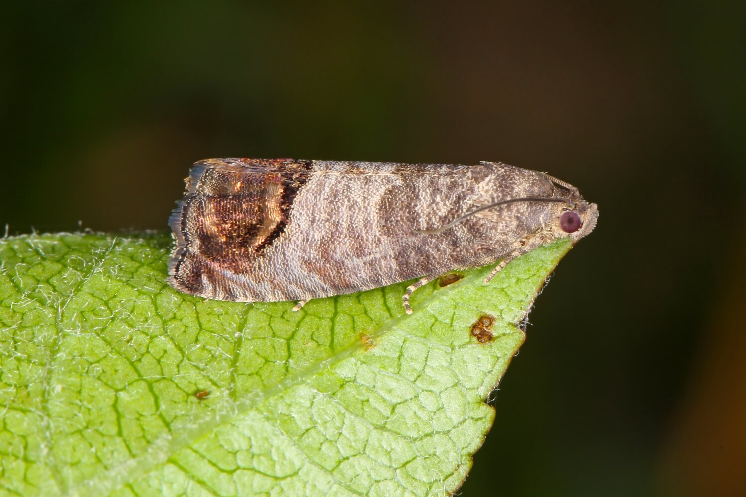 Fruitmot in peer bestrijden - fruitmot-bestrijden-natuurlijk-aaltjes