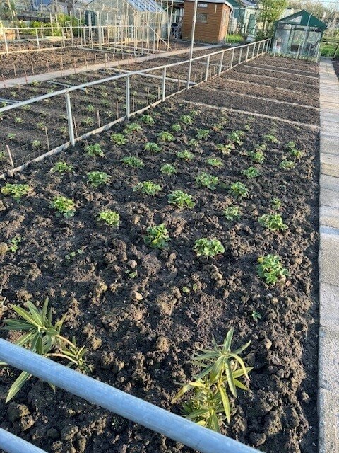 Gele plekken in gras - moestuin-aaltjes