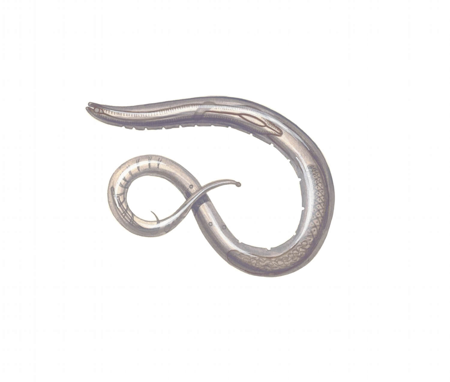 Goedkope aaltjes - een-aaltje-nematoden