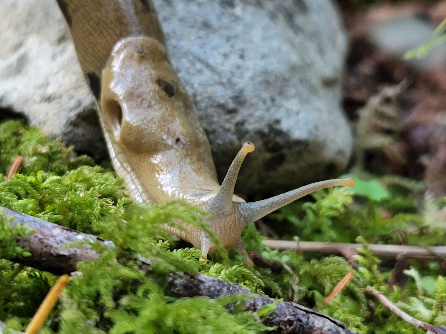 Hoe kom je van slakken in je tuin af - slakken-bestrijden-met-aaltjes