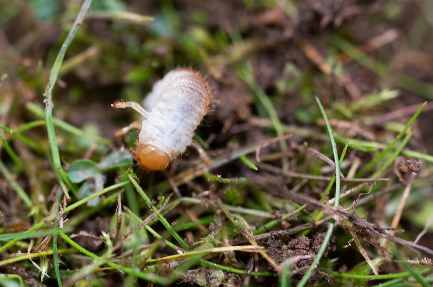 Hoe weet ik of de aaltjes werken? - engerlingen-in-gras-gazon-aaltjes-bestrijden