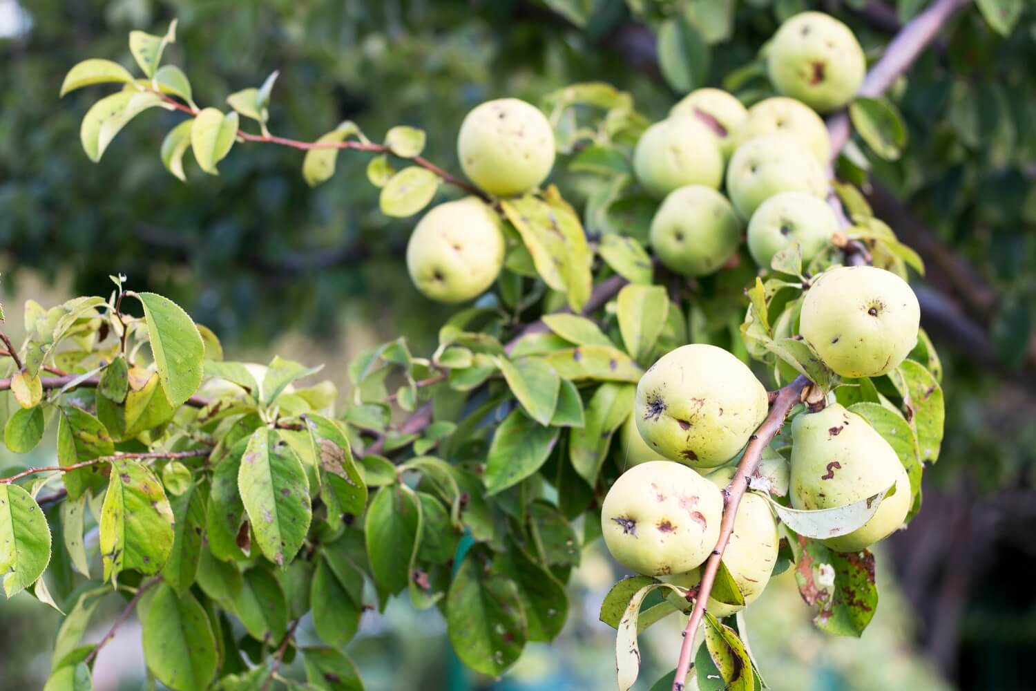 Insecten moestuin bestrijden - shutterstock_1194702625