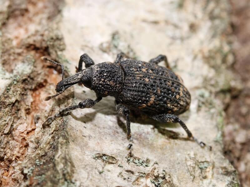 insecten op kamerplanten - dennenkever-bestrijden