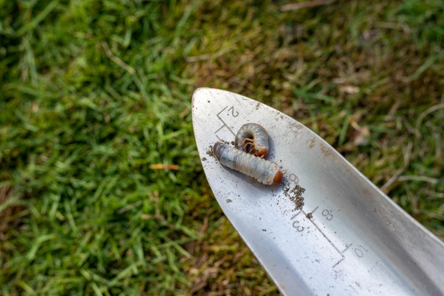 insecten op kamerplanten - shutterstock_2403378359