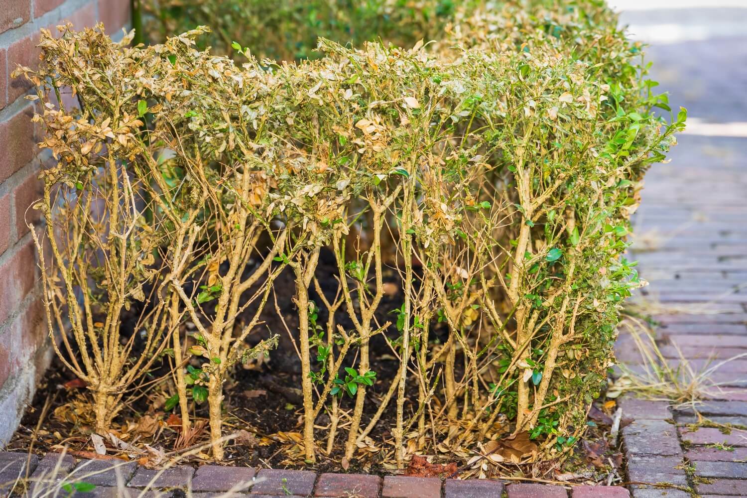 Kale plekken buxus - buxusrups-bestrijden-aaltjes-inzetten